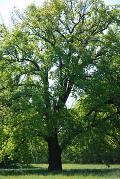 Deciduous tree