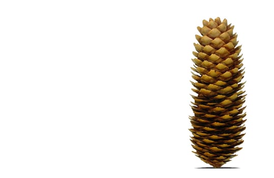 Fir cone