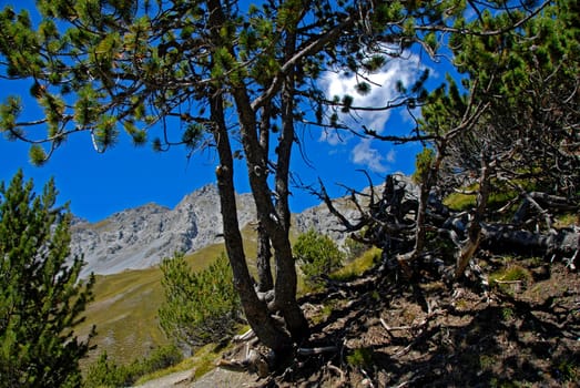 The Swiss National Park encompasses a particularly impressive piece of alpine landscape with a rich flora and fauna. In this habitat,nature is left to its unrestricted development,man is in the background and