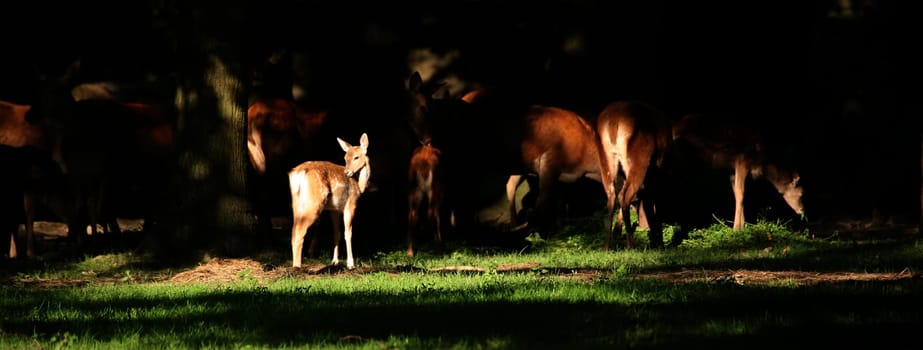 Fallow deer in the evening light