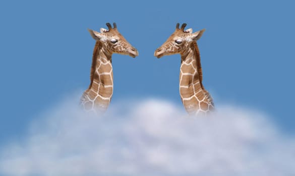 Flying high 2