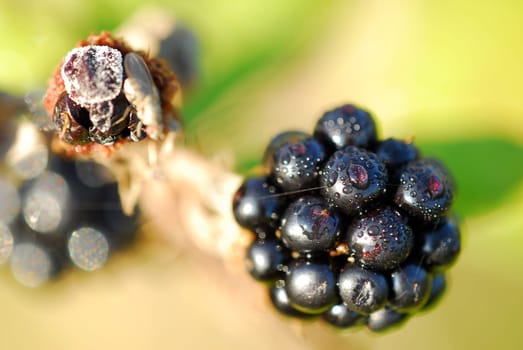 Blackberry