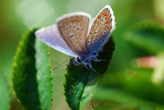 Blue