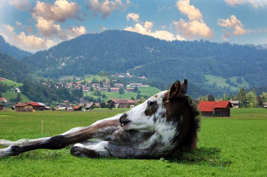 Horse and Landscape