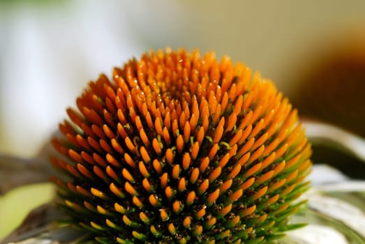 Echinacea