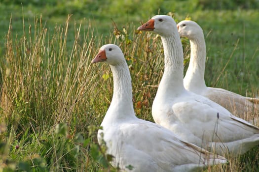 Domestic geese