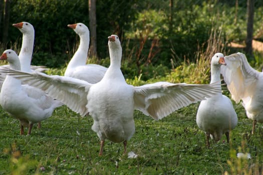 Domestic geese