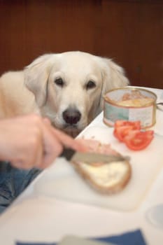 Dog begging at the table