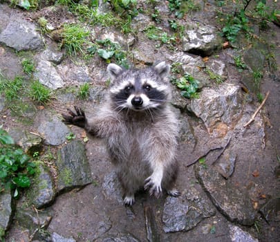 This begging raccoon came in front of my lens in an animal park.