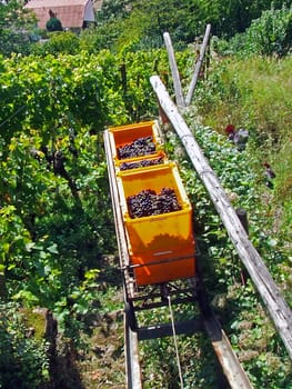 Grape Elevator