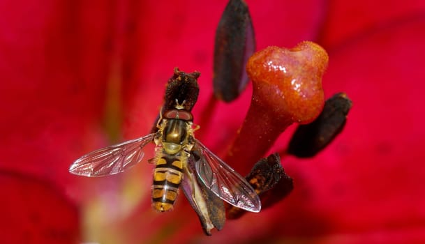 on a lily blossom