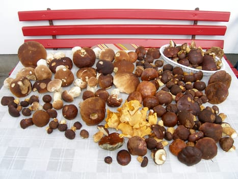 Fungi