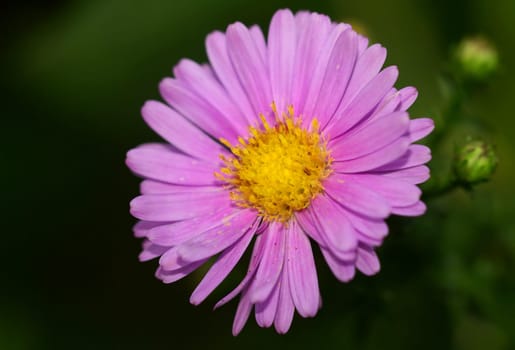 Cushion aster