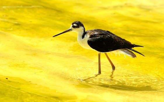 Stilt
