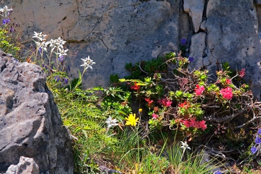 Alpine flora