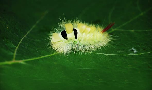 Caterpillar