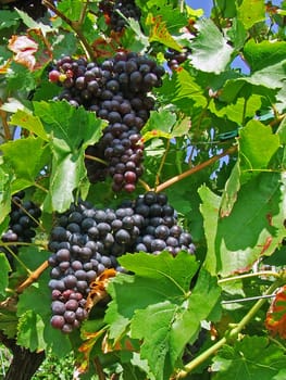 Red grapes