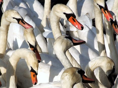 Swans