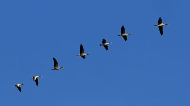 Formation