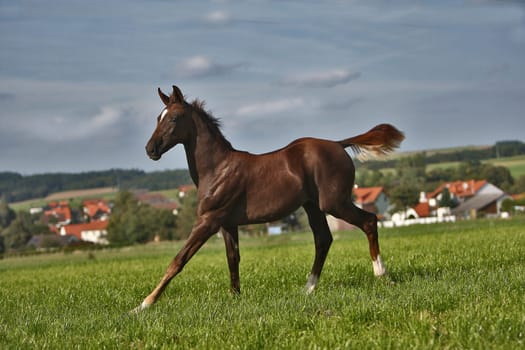 Filly