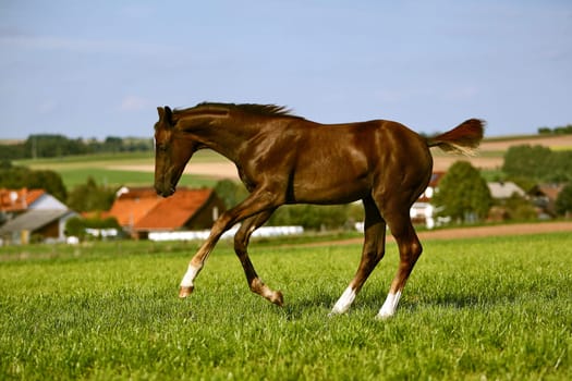 Filly