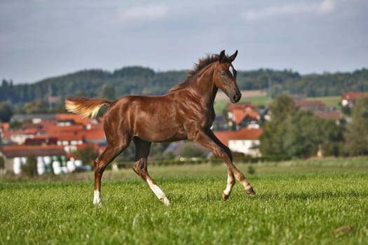Filly