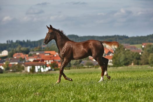 Filly