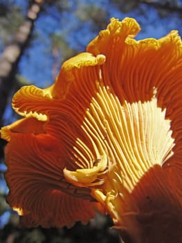 Chanterelle