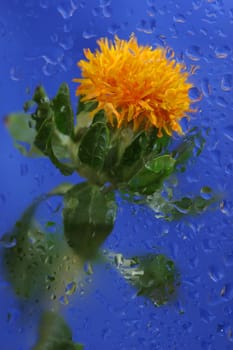 Unfortunately,I didn't ask in the flower shop what this flower is called. Does anyone know. Would be very grateful.