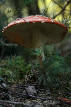 In the fairytale forest