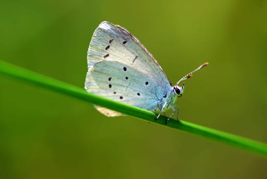 blue and green