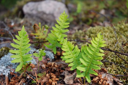 Fern