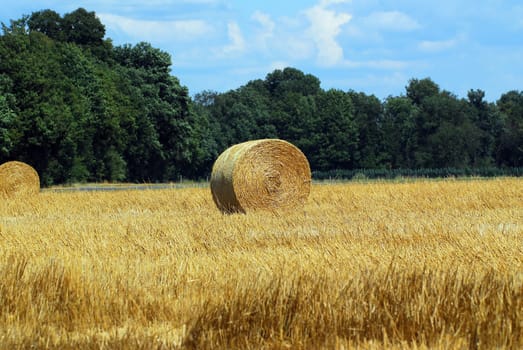 Field