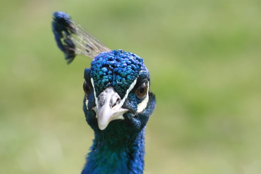 Peacock
