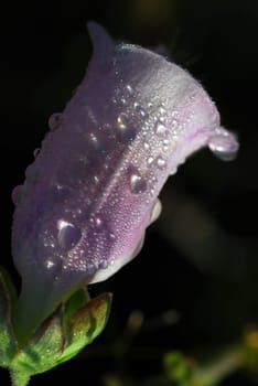 Thimble with dew