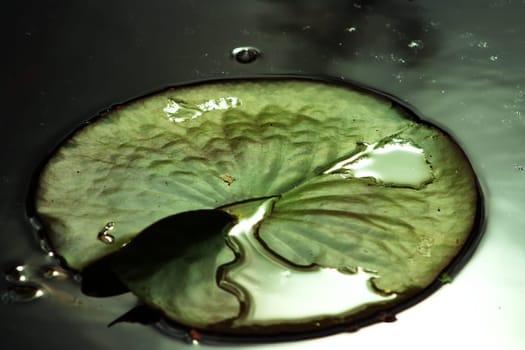 Water lily pad