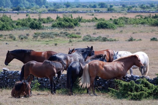 Herd of horses on Öland