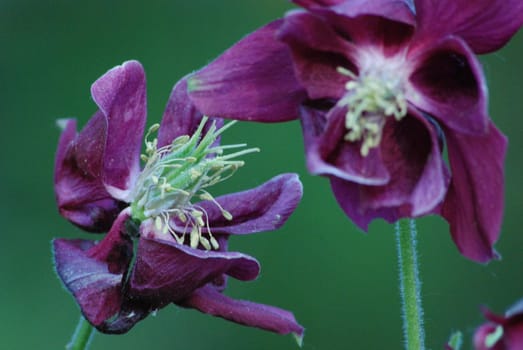 Columbine