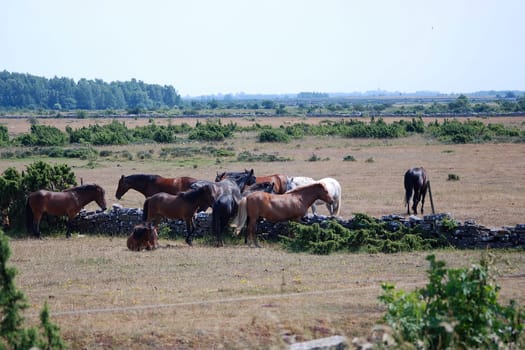 Herd of horses on Öland