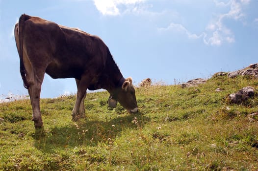 Cow1