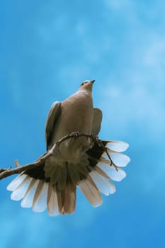 Fanned out