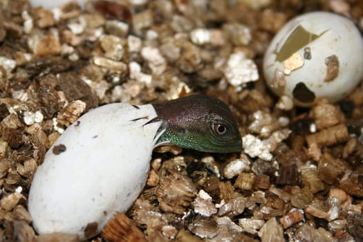 Hatching of a water dragon