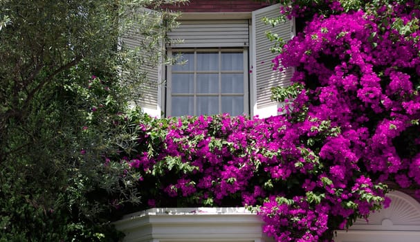 Flower window