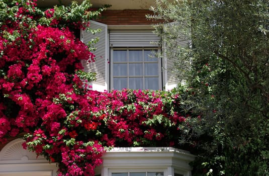 Flower window