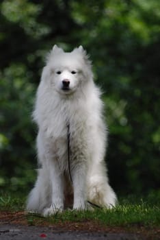Samoyed