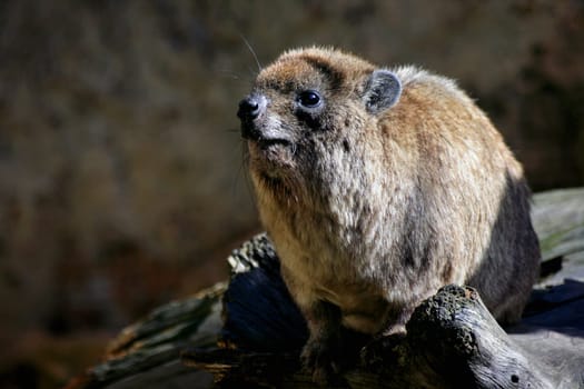 Dassie