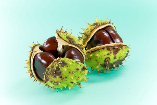 chestnuts