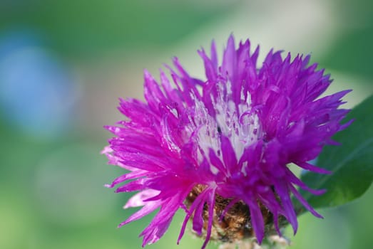 Cornflower
