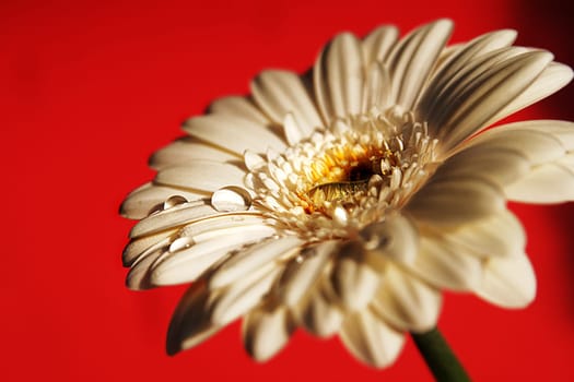 Gerbera with drops of water