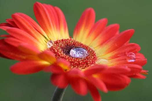 Gerbera with drops of water